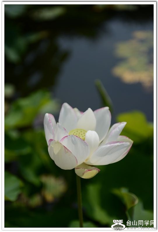 nEO_IMG_DSC_0729.jpg