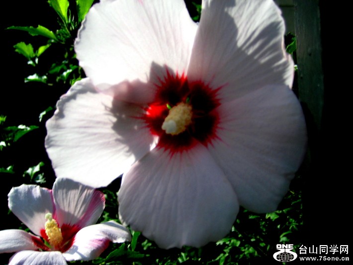 IMG_0001_1141.jpg
