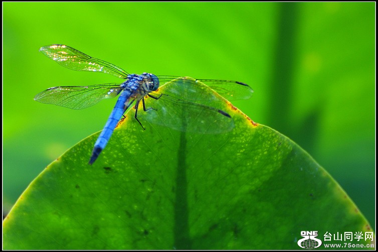 DSC_4920.JPG
