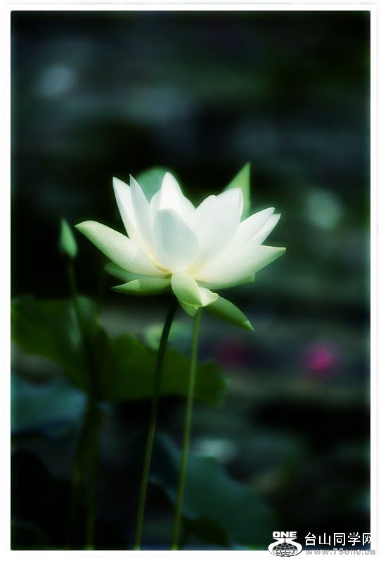 nEO_IMG_DSC_0762.jpg