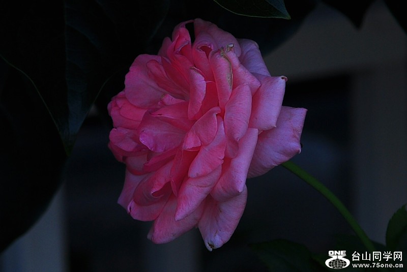 CSC_0460_.jpg