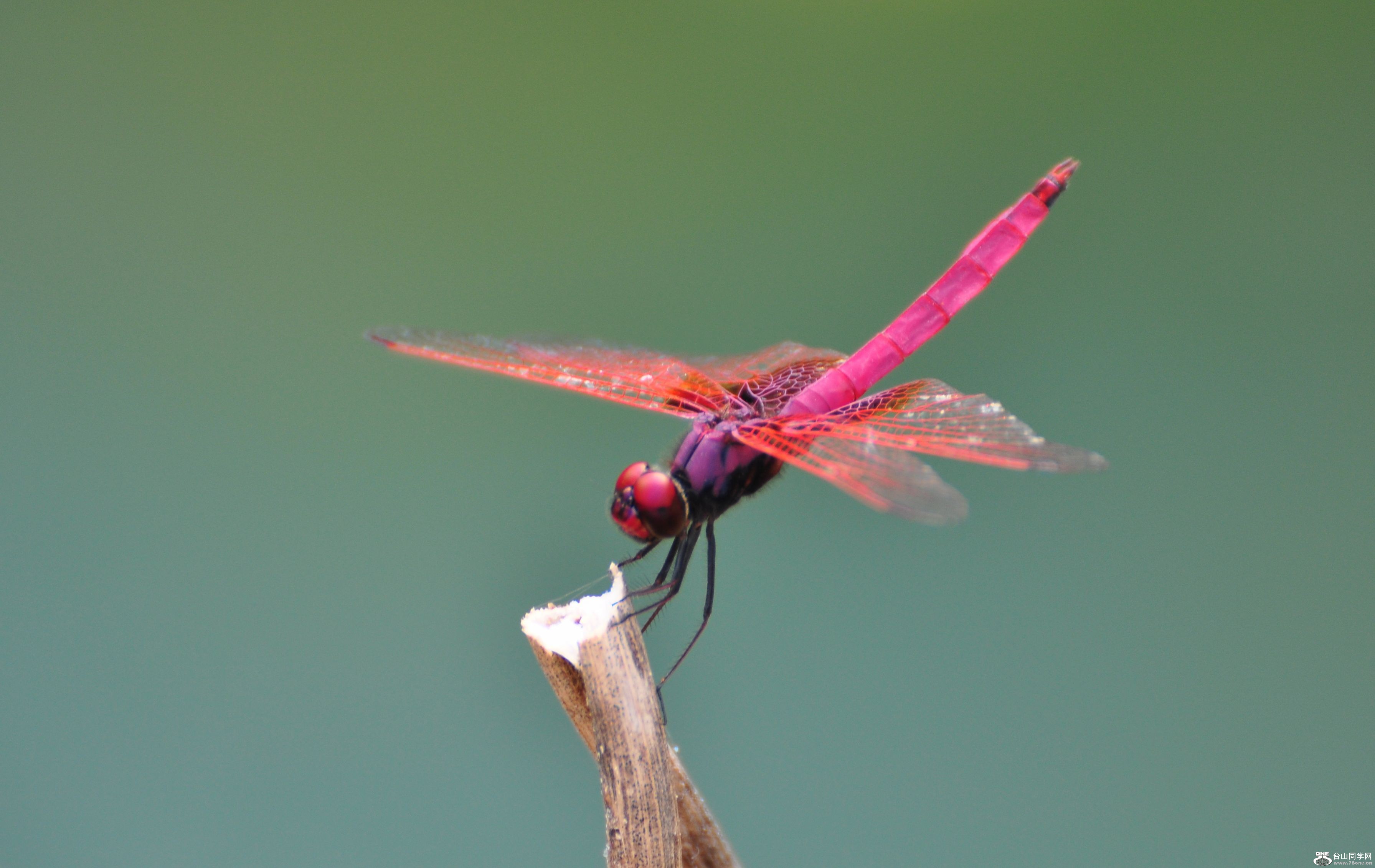DSC_3001.jpg