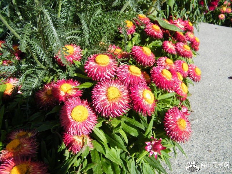 DSCF6655.JPG