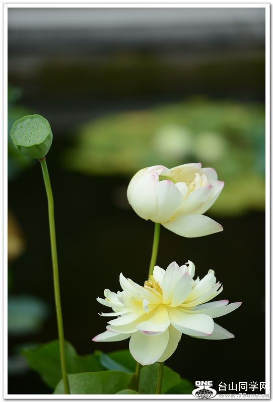 nEO_IMG_DSC_1665.jpg
