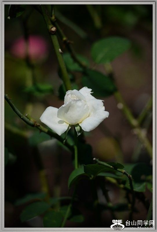 nEO_IMG_DSC_1828.jpg