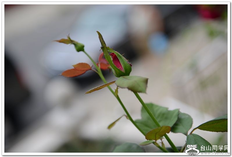 nEO_IMG_DSC_4189.jpg