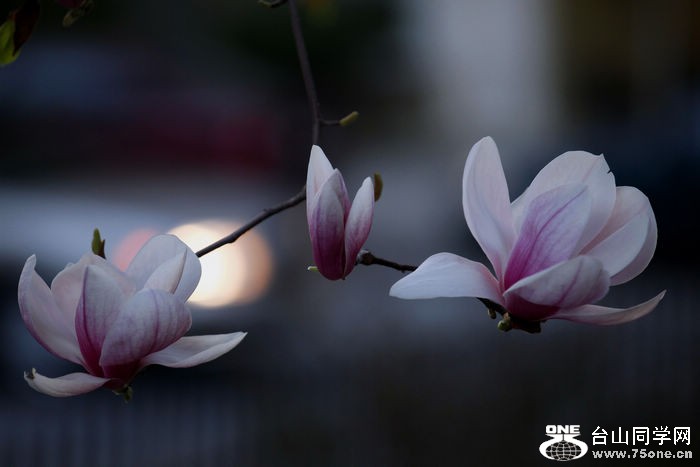 _mg_4867_.jpg