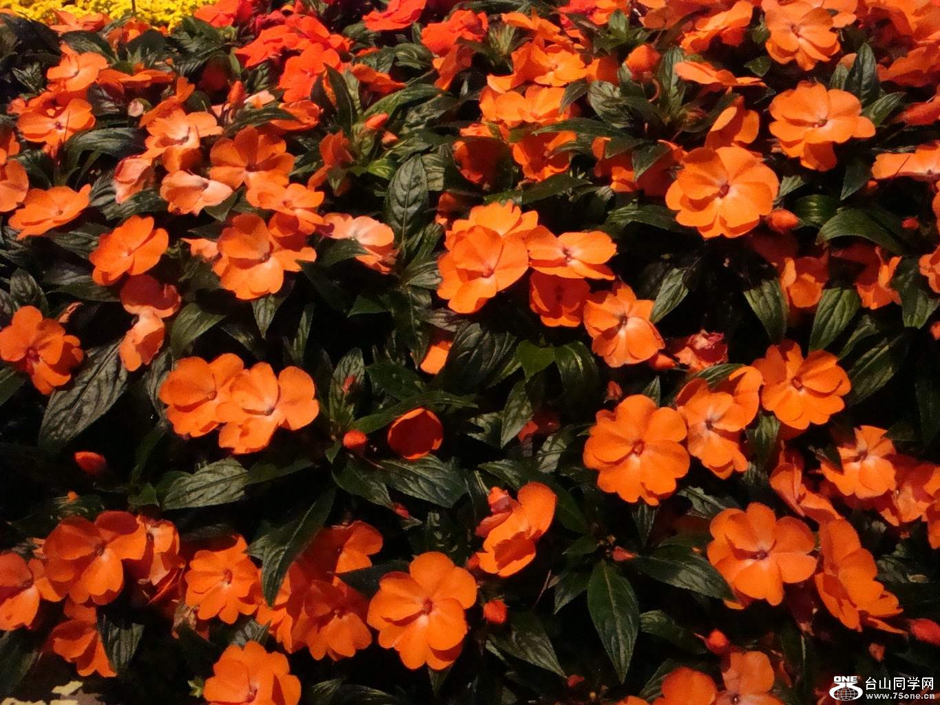DSC04163.JPG