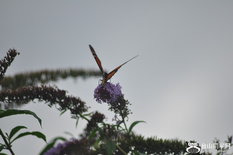 DSC_0279_.jpg