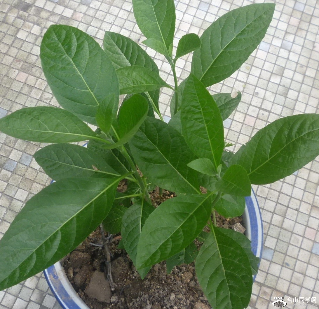P1170438.jpg