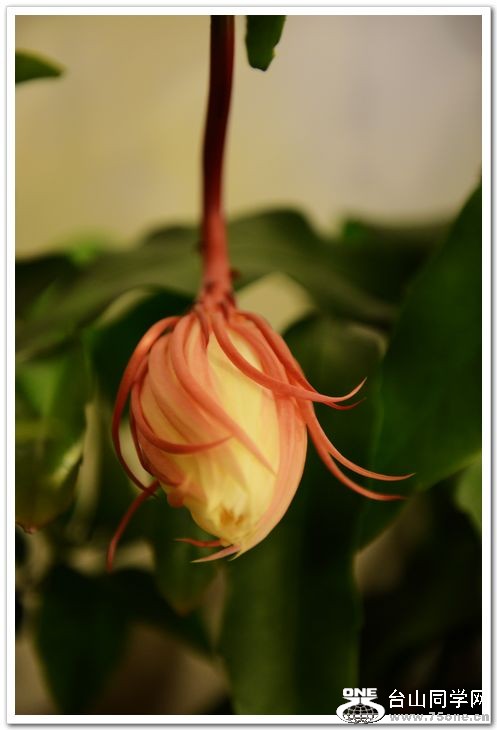 nEO_IMG_DSC_8455.jpg