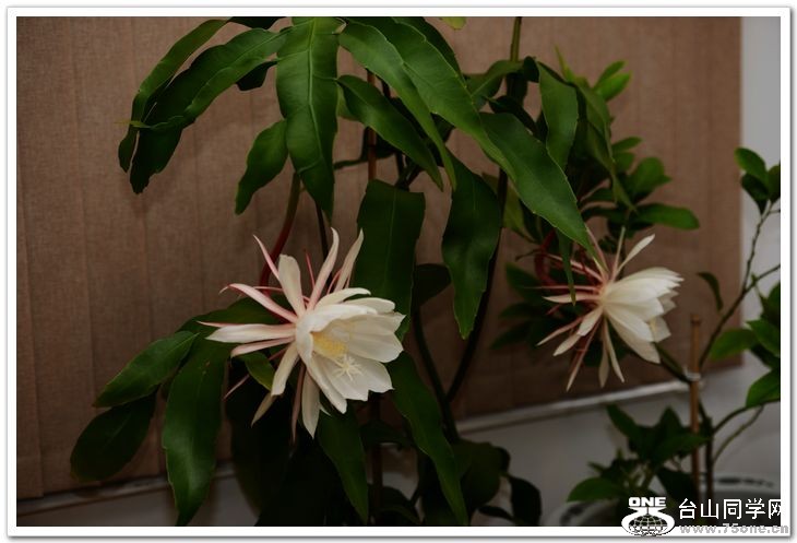 nEO_IMG_DSC_8665.jpg
