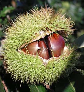 chestnutsinburr%20copy[1].jpg