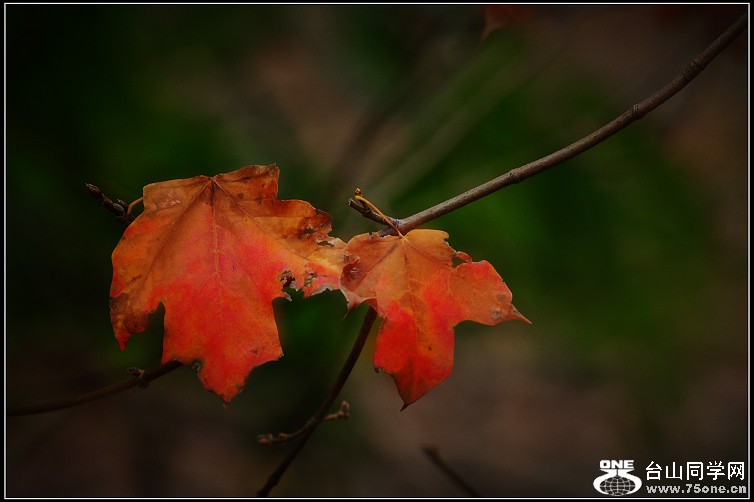 DSC_5432.JPG