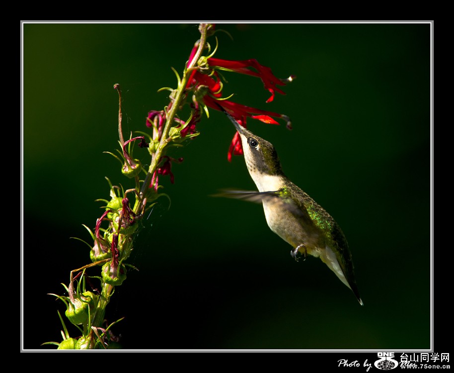 DSC_5271C.jpg