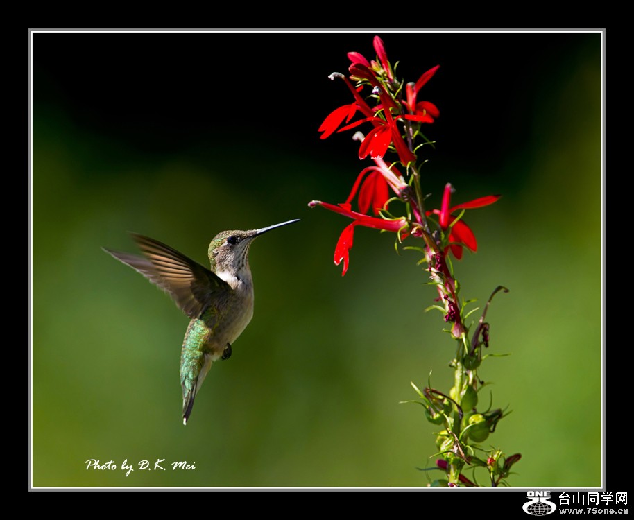 DSC_5277C.jpg
