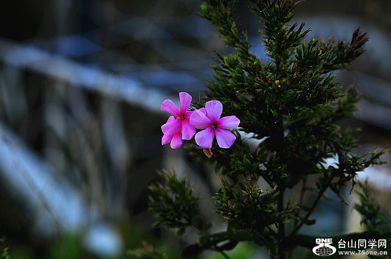 DSC_0486_.jpg