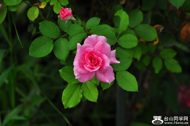 DSC_0608_.jpg