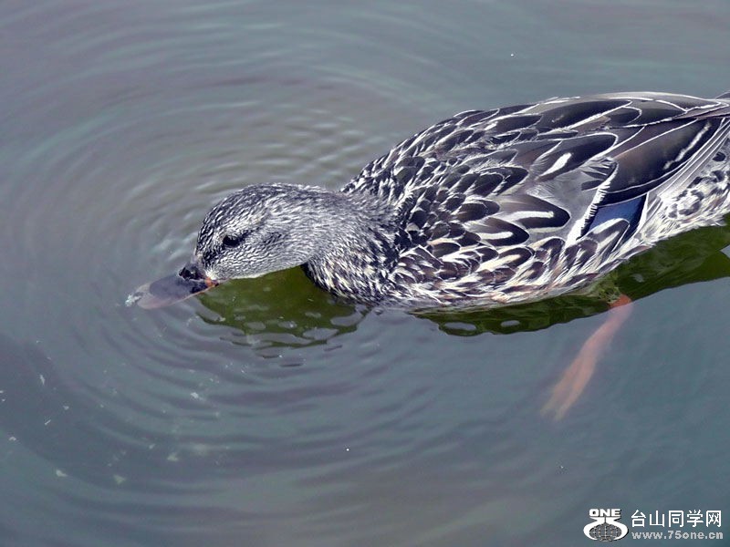 H2010148=.jpg