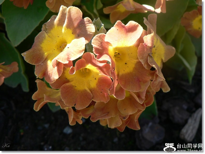 flower14-10-2012 035.jpg