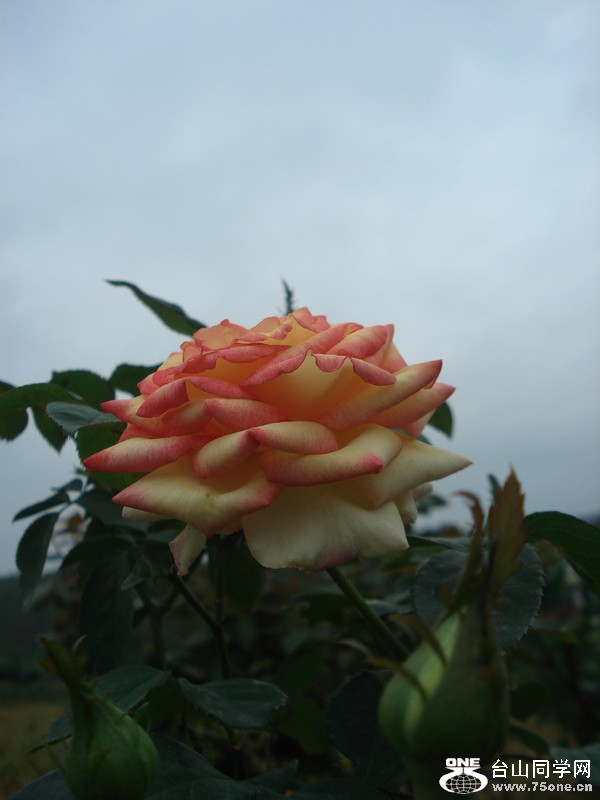 DSC00041.jpg