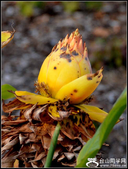 2012.11.18 Dc Flowers 123.jpg