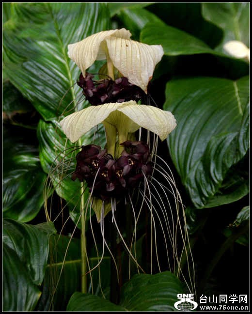 2012.11.18 Dc Flowers 056.jpg