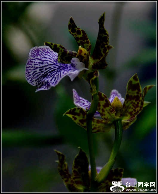 2012.11.18 Dc Flowers 059.jpg