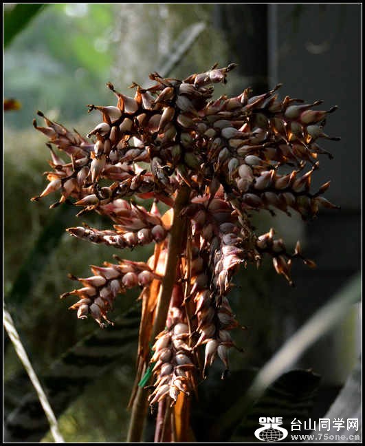 2012.11.18 Dc Flowers 069.jpg