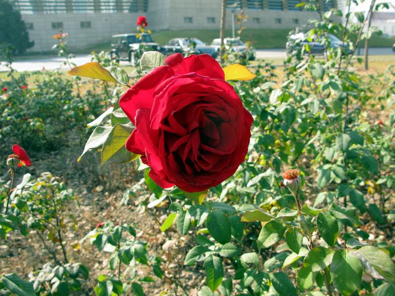 IMG_1874.JPG