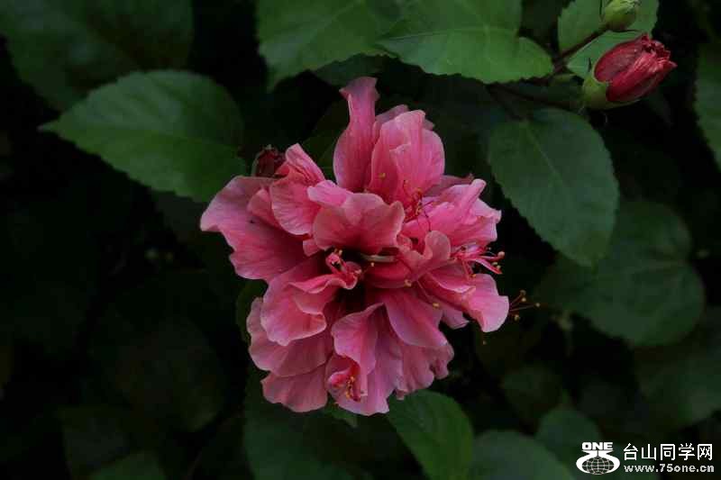 ɽʯո2012.11. 199.jpg