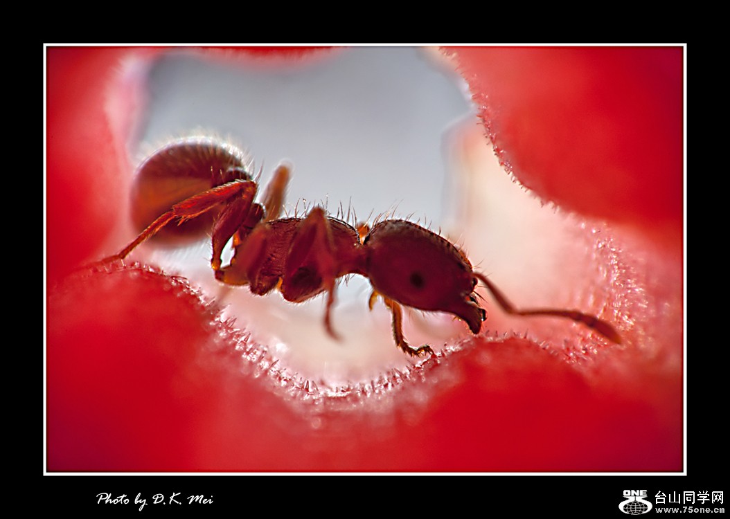 DSC_0080C.jpg