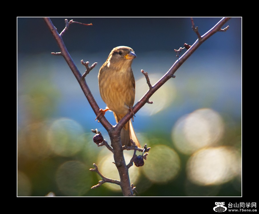 DSC_0032C.jpg