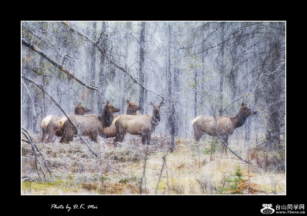 Mountain Deers.jpg
