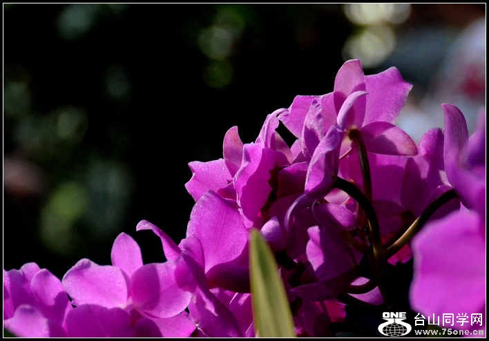 2012.11.18 Dc Flowers 015.jpg