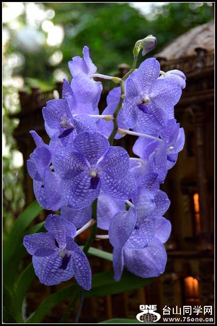 2012.11.18 Dc Flowers 016.jpg