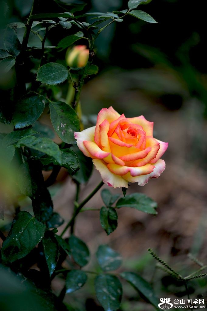 DSC_4405.jpg
