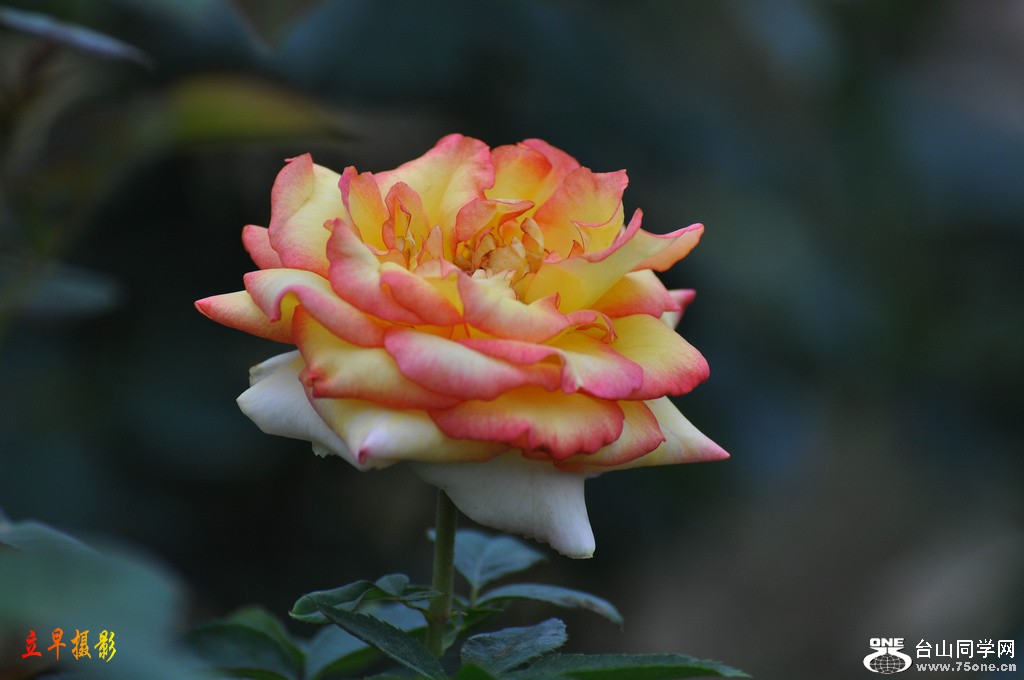 DSC_4338.JPG