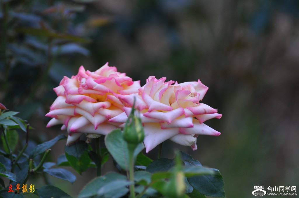 DSC_4351.JPG
