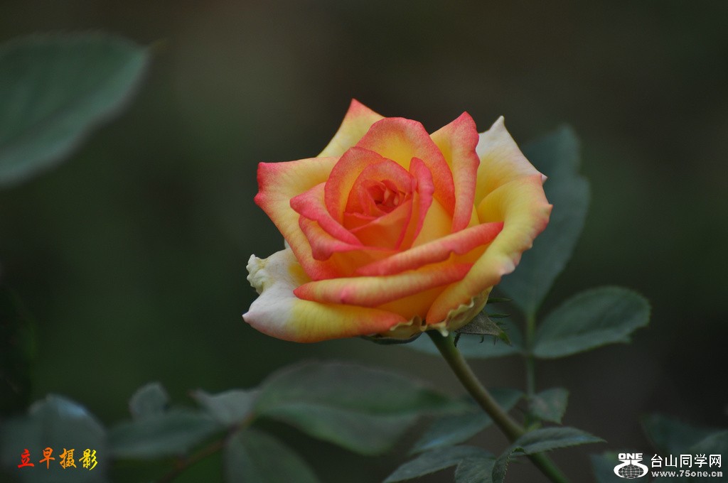 DSC_3988.JPG