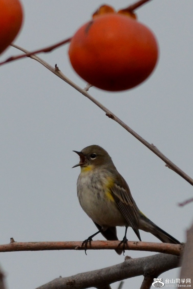 DSC_0017_1.jpg