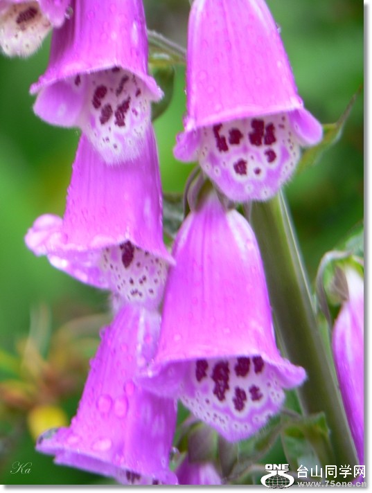 flowers 29-11-2012 154.jpg
