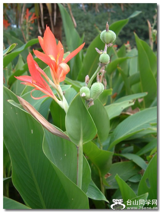 Canna_indica_8.jpg