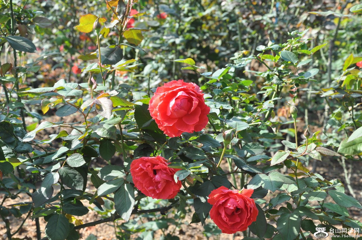 DSC_0249_С.JPG