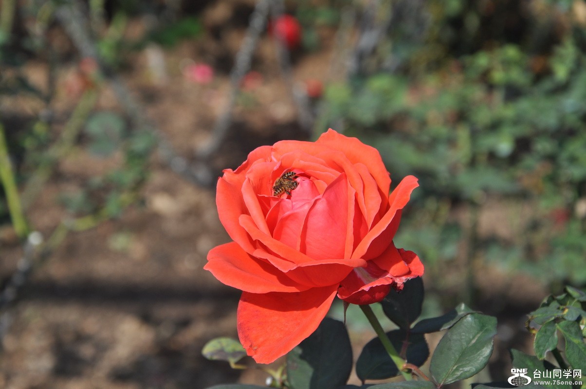 DSC_0234_С.JPG