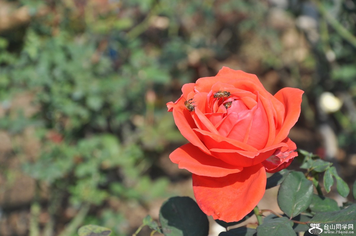 DSC_0243_С.JPG