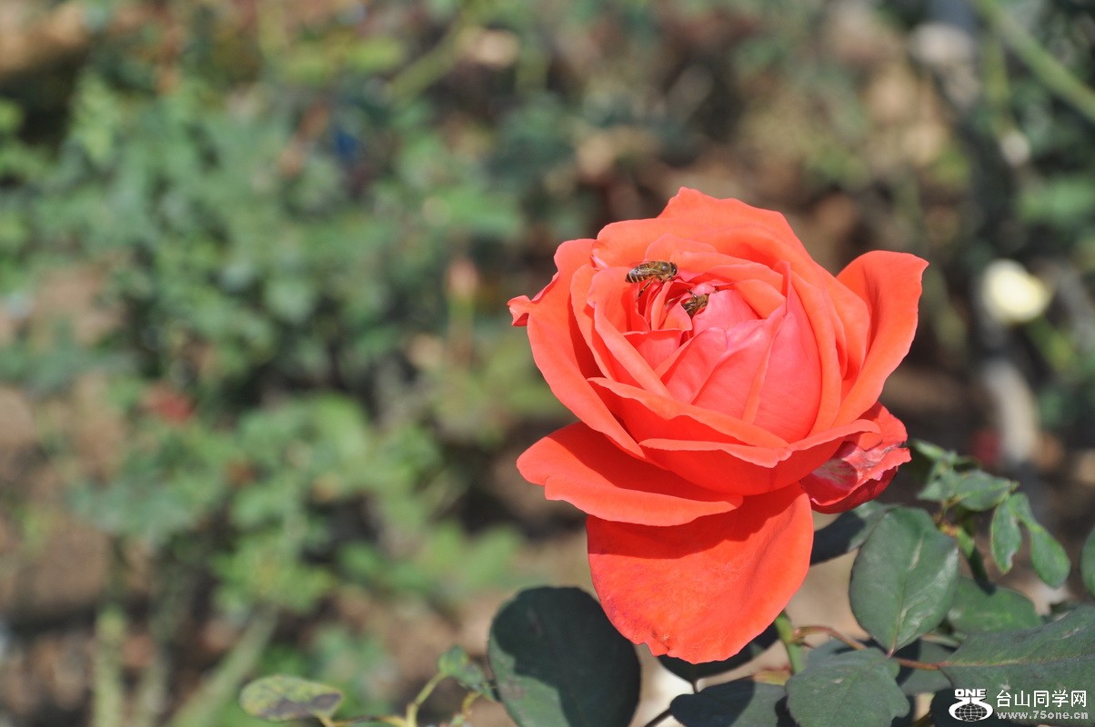 DSC_0242_С.JPG