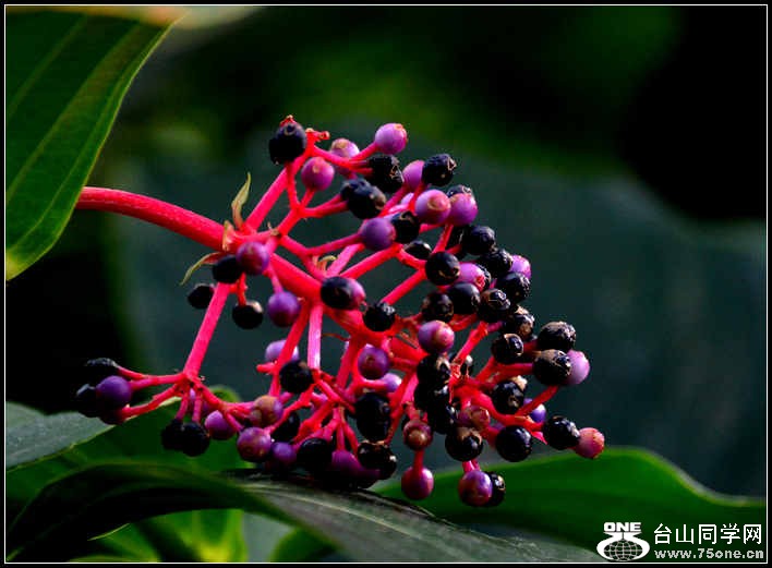 2012.11.18 Dc Flowers 065.jpg