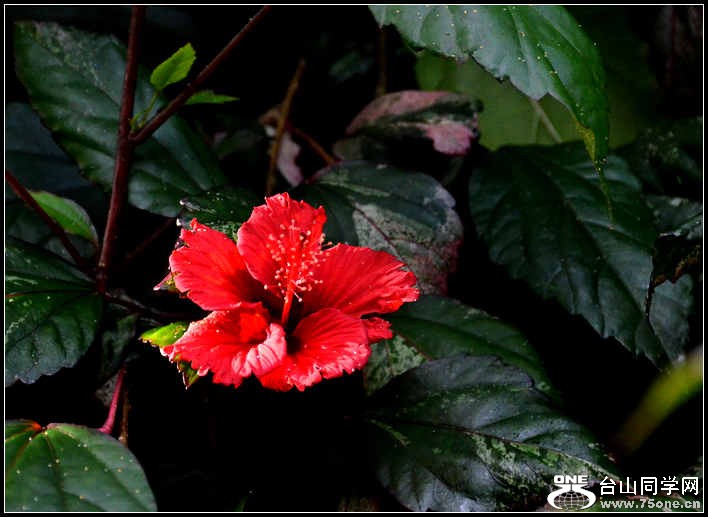 2012.11.18 Dc Flowers 098.jpg