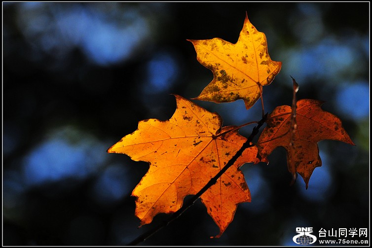 DSC_9264.jpg